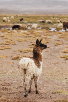 A llama stands in a field in Bolivia
