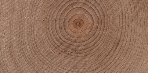 美しい木の断面