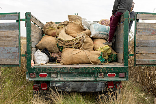 Cargo van loaded with sacks full of corn cobs