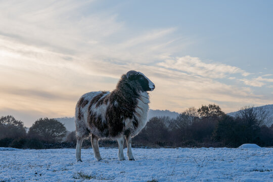 Looking up at a sheep on a cold winters day
