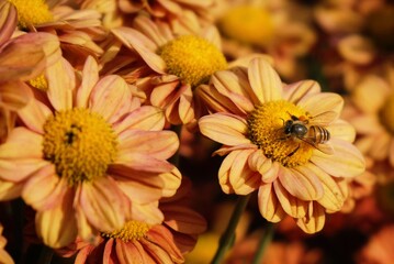 bee on yellow chrysanthemum