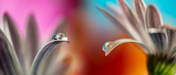 flower with dew dop - beautiful macro photography with abstract bokeh background............................