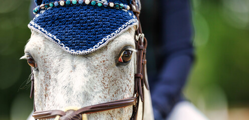 Horse's head with ear cap, close-up of the forehead with a bridle..