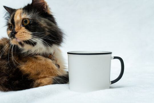 A blank white enamel mug with a cat resting beside it while facing sideways on a white background