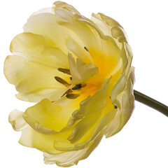 Yellow terry tulip closeup isolated on white background, spring festival.