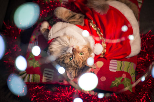 Charismas Cat Laying on a Pillow. 