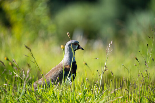 Southern Lapwing In A Field  