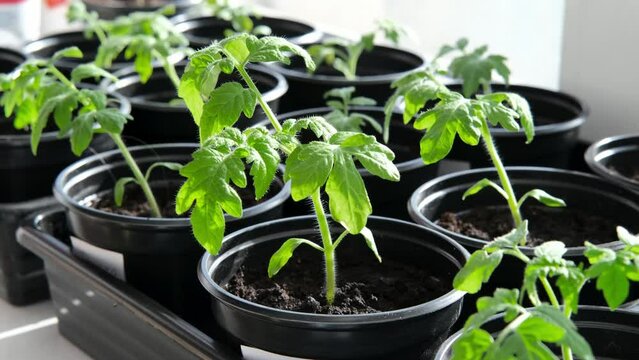 Growing tomato seedlings plants in plastic pots with soil on window sill, Urban home balcony gardening, growing vegetables concept.