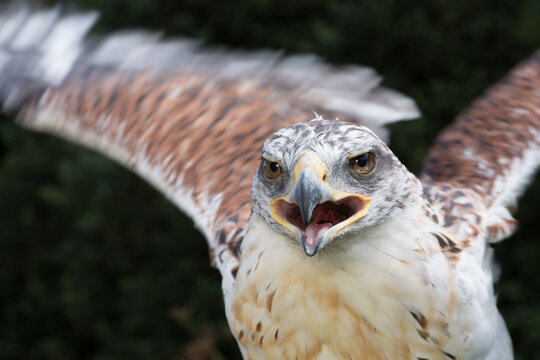 A Ferruginous Hawk