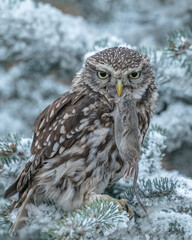 Steinkauz im Schnee