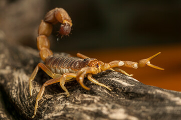 Cape Thick-Tailed Scorpion (Parabuthus capensis). Highly venomous. Mashatu Game Reserve. Northern Tuli Game Reserve. Botswana
