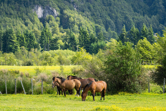 Group Of Horses In Chilean Patagonia  