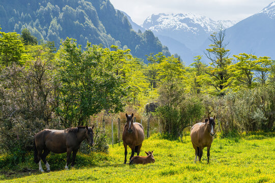 Horses And Foal In Patagonia  