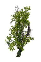 Obraz premium Isolated single tree greenery botanical