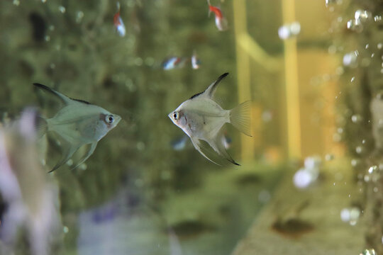 Scalar anglefish looking in his reflection. Aquarium macro closeup background.
