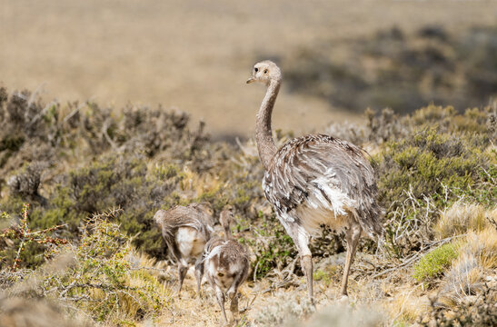 Darwin's Rhea With Chicks  