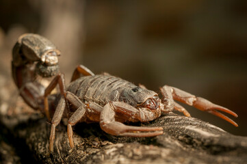 Transvaal Thicktail Scorpion (Parabuthus transvaalicus). Mashatu, Northern Tuli Game Reserve. Botswana