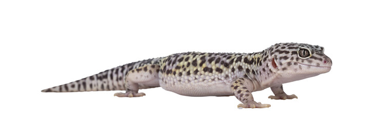 Adult Mack snow leopard gecko aka Eublepharis macularius, standing side ways. Isolated cutout on transparent background.