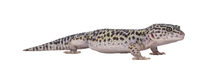 Adult Mack snow leopard gecko aka Eublepharis macularius, standing side ways. Isolated cutout on transparent background.