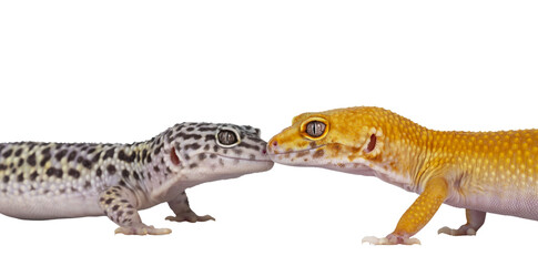 Head shot of adult Super Hypo Tangerine Manderin leopard gecko aka Eublepharis macularius, standing side ways. Kissing Mack snow. Isolated cutout on transparent background.