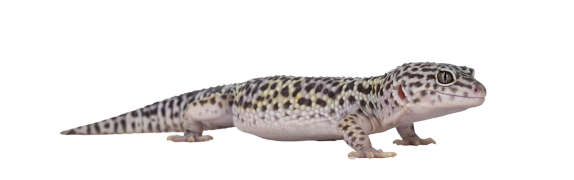 Adult Mack snow leopard gecko aka Eublepharis macularius, standing side ways. Isolated cutout on transparent background.