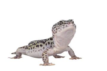 Adult Mack snow leopard gecko aka Eublepharis macularius, standing side ways. Isolated cutout on transparent background.