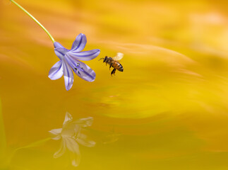 Bee flying over yellow water. Agapanthus.