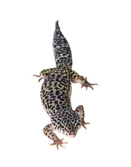 Top view of adult Mack snow leopard gecko aka Eublepharis macularius. Isolated cutout on...