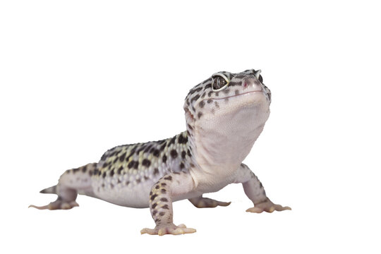 Adult Mack snow leopard gecko aka Eublepharis macularius, standing side ways. Isolated cutout on transparent background.