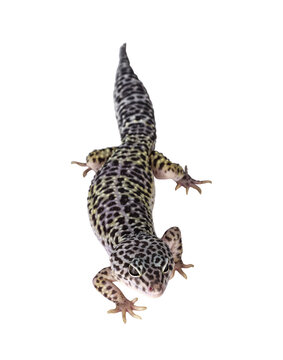 Top view of adult Mack snow leopard gecko aka Eublepharis macularius. Isolated cutout on transparent background.