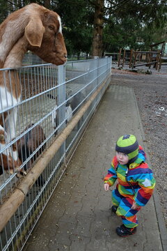 huge goat watches the little scared toodler