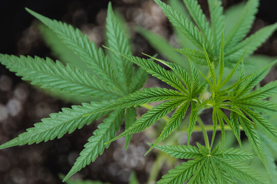 Weed 