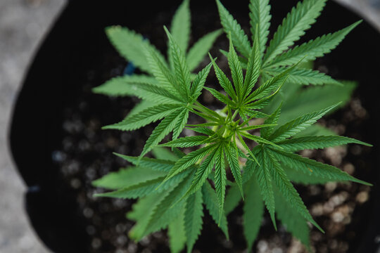 Weed 