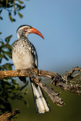 Southern red-billed hornbill (Tockus rufirostris). Mashatu, Northern Tuli Game Reserve. Botswana