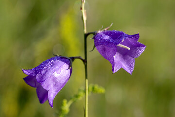 Closeup of wild flower (campanula polymorpha) after rain with blurred background in a mountain pasture.
