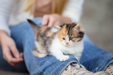 Fototapeta na wymiar Kleines Kätzchen mit Mensch, kuscheln