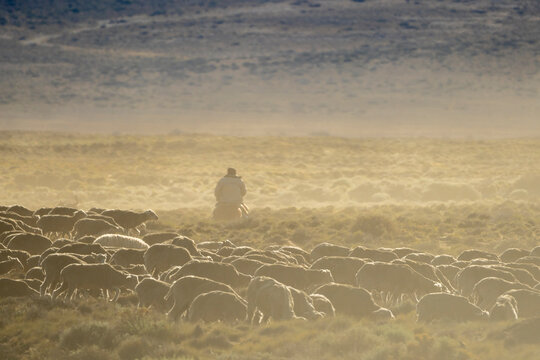 Argentine Gaucho Herding Sheep In A Cloud Of Dust