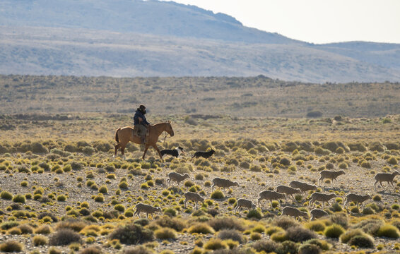 Gaucho Herding Sheep In Argentine Pampas  
