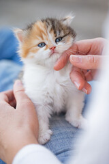 Kleines Kätzchen mit Mensch, kuscheln