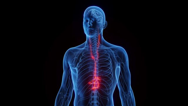 3D rendered medical animation of a man's vagus nerves