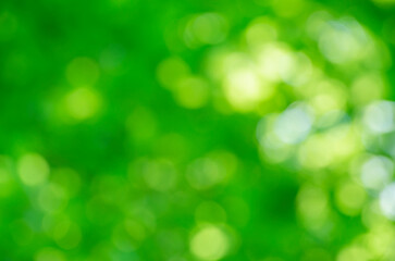 Green bokeh background from nature forest out of focus - 564958704