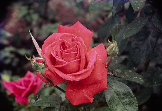 Vintage Rose