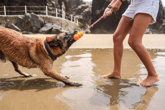 playing with dog at the beach