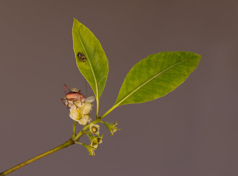 Grasshopper eating flower, exoskeleton on leaf.
