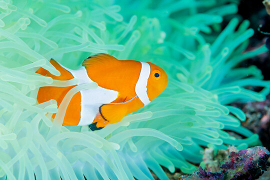 A Clownfish lives in a bleached anemone.