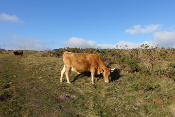 Une vache sauvage betizu dans les montagnes basques