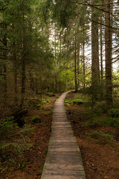 Board path in forest