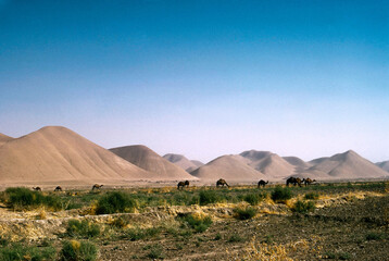 Grazing Camels in Afghanistan