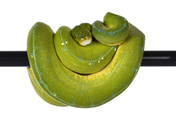 Adult Green Tree Python aka Morelia viridis hanging over black pole, typical pose with head in the middle. Isolated cutout on transparent background.
