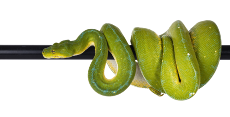Adult Green Tree Python aka Morelia viridis hanging over black pole, moving to the side. Isolated cutout on transparent background.